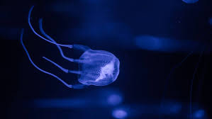If a tentacle touches the skin it results in a. Does Urine Help If You Re Stung By A Jellyfish What To Do If You Get Stung The Canberra Times Canberra Act