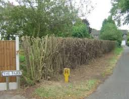 Privet hedge dying off ? How To Remove A Privet Hedge