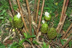 Image result for Costus afer