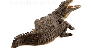 Kambing, wanita, jerat anjing, petromak, kucing tangkap kadal, pohon mimpi : Angka Mimpi Buaya Versi Erek Erek 2d 3d 4d Buku Mimpi