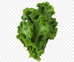 Mustard greens suffer from an inferiority complex — they haven't enjoyed a culinary renaissance like kale; Sarson Da Saag Black Mustard Seed Collard Greens Mustard Plant Png 500x691px Sarson Da Saag Aubergines