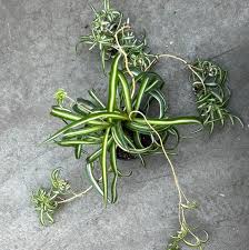 Image result for Chlorophytum pauper