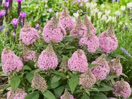 Image result for Komule střídavolisté