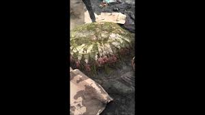 حنيذ العم جابر الريشي المجارده Youtube