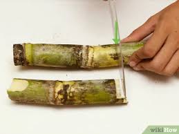 Sugar cane spread from the polynesian region across the world, becoming a truly global crop with strides in cultivation and processing along the way. 3 Ways To Eat A Sugar Cane Wikihow