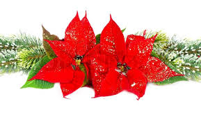 Shop for artificial poinsettias in shop artificial plants by type. Christmas Flower Red Poinsettia And Stock Image Colourbox