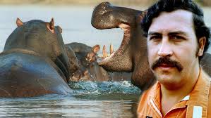 Pablo escobar with his wife, maria victoria; Pablo Escobar Got Here Out After The Hippo Disaster In Colombia Teneec