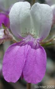 Image result for Nesaea linearis