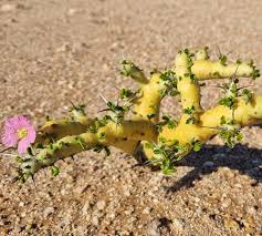 Image result for Monsonia glauca