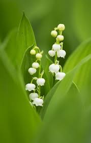 Pin By Jirina Warkoczkova On Cicekler Pretty Flowers White Flowers Beautiful Flowers