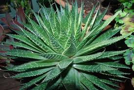 Maybe you would like to learn more about one of these? 19 Interesting Types Of Aloe Plants With Pictures Succulent Alley