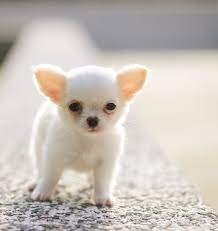 2 teacup chihuahua puppies for sale. Cute Chihuahua Puppies Wallpaper Novocom Top
