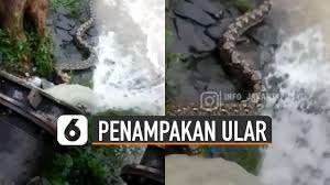 We did not find results for: Berita Ular Raksasa Hari Ini Kabar Terbaru Terkini Liputan6 Com