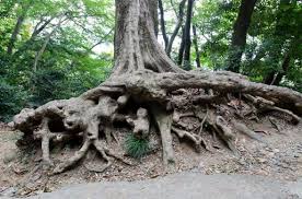 Image result for root-tail