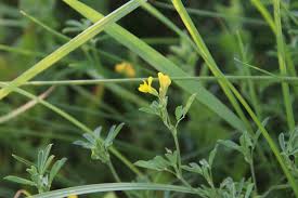 Image result for Indigofera monantha