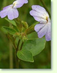 Browallia cordata d.don., browallia demissa l., browallia dombreyana dammer, browallia elata l., browallia melanotricha brandegee, browallia nervosa miers. Browallia Pflege Der Pflanze Pflanzenfreunde Com