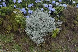 Image result for Plecostachys