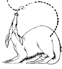 It's a wonder how nature designs itself. Anteater Coloring Pages Best Coloring Pages For Kids