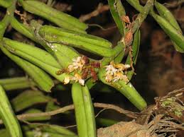 Image result for Calyptrochilum