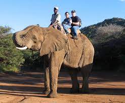 I Love Elephants I Want To Ride One Some Day Elephant Ride Elephant Fantastic Voyage