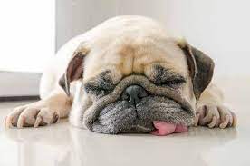 Dog Snoring Is Usually Normal But Sometimes Could Indicate A Problem