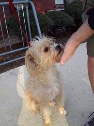 Please print this form and turn it into the aco with an attached photo. Founddog 1 26 15 Jacksonville Fl 904 874 8235 Https Www Facebook Com Lostandfoundpetsneflorida Posts 748771958546292 Losing A Dog Find Pets Dogs
