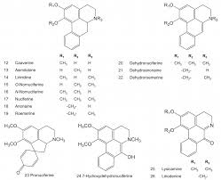 Image result for Nectaropetalum carvalhoi