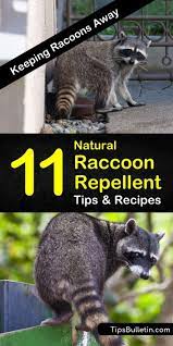 11 Smart Simple Diy Raccoon Repellent Solutions Raccoon Repellent Getting Rid Of Raccoons Repellent