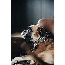 Choosing the right size for your puppy. Kentucky Dogwear Dog Collars Uk Just Equine
