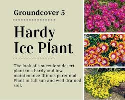Historically they were white or purple daisy flowers with purple centers. 18 Beautiful Unique Groundcover Plants For The Landscape