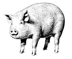 Boceto dibujado a mano realista de grasa de cerdo.vector de ganado. |  Vector Premium