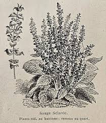 Image result for Salvia sclarea