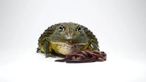 Fat Frog having Spaghetti :D - Coub - The Biggest Video Meme Platform
