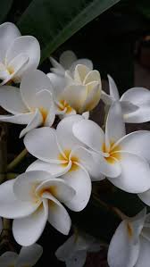Tropical Flower Kamboja Beautiful White Frangipani Lukisan Bunga Bunga Gambar
