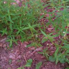 Image result for Oldenlandia herbacea