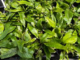 Image result for Pyrrosia