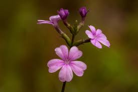 Purple flowers in central florida. Central Florida Wildflower Field Guide Bryan Berg