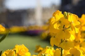 Yellow Flower White Background Free Stock Photos Download 23 841 Free Stock Photos For Commercial Use Format Hd High Resolution Jpg Images Find images of yellow background. yellow flower white background free