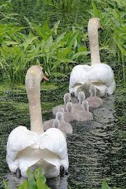 Beautiful Family Gathering Hayvanat Bahceleri Guzel Kuslar Evcil Hayvanlar