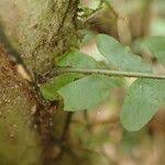 Image result for Arthropteris palisotii