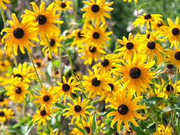 Varieties like lemon queen and solsation flame are the best choice for containers. 12 Best Perennials For Full Sun