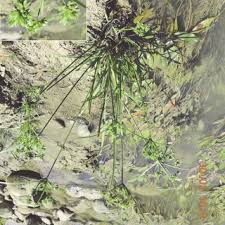 Image result for Pycreus fibrillosus