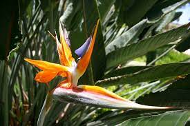 Native and introduced plants of hawaii. Top 8 Most Interesting Hawaiian Plants And Flowers And You Creations