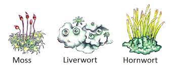 Thus, we've put together a list of free er. Plant Divisions Mosses Liverworts And Hornworts Tentative Plant Scientist