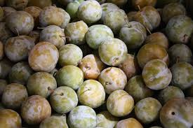 Jul 31, 2021 · once you select a fruit or nut tree type, and its cultivar and rootstock, it is time to shop and carefully evaluate tree quality. How Fast Do Plum Trees Grow Plan Your Patch