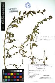 Image result for Dysphania pumilio