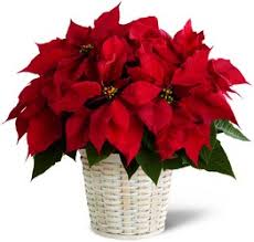 Please shop our top trending. Kinsch Floral Market Online Flower Shop In Palatine Il Chicago Area Florist
