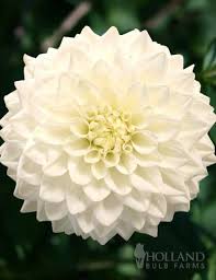 We did not find results for: Fleurel Dinnerplate Dahlia Dahlia Flower Beautiful Flowers Dahlia