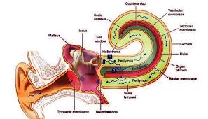 Maybe you would like to learn more about one of these? Fisiologi Pendengaran Psychologymania