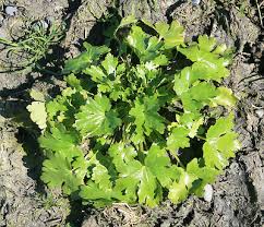 Image result for Ranunculus sceleratus